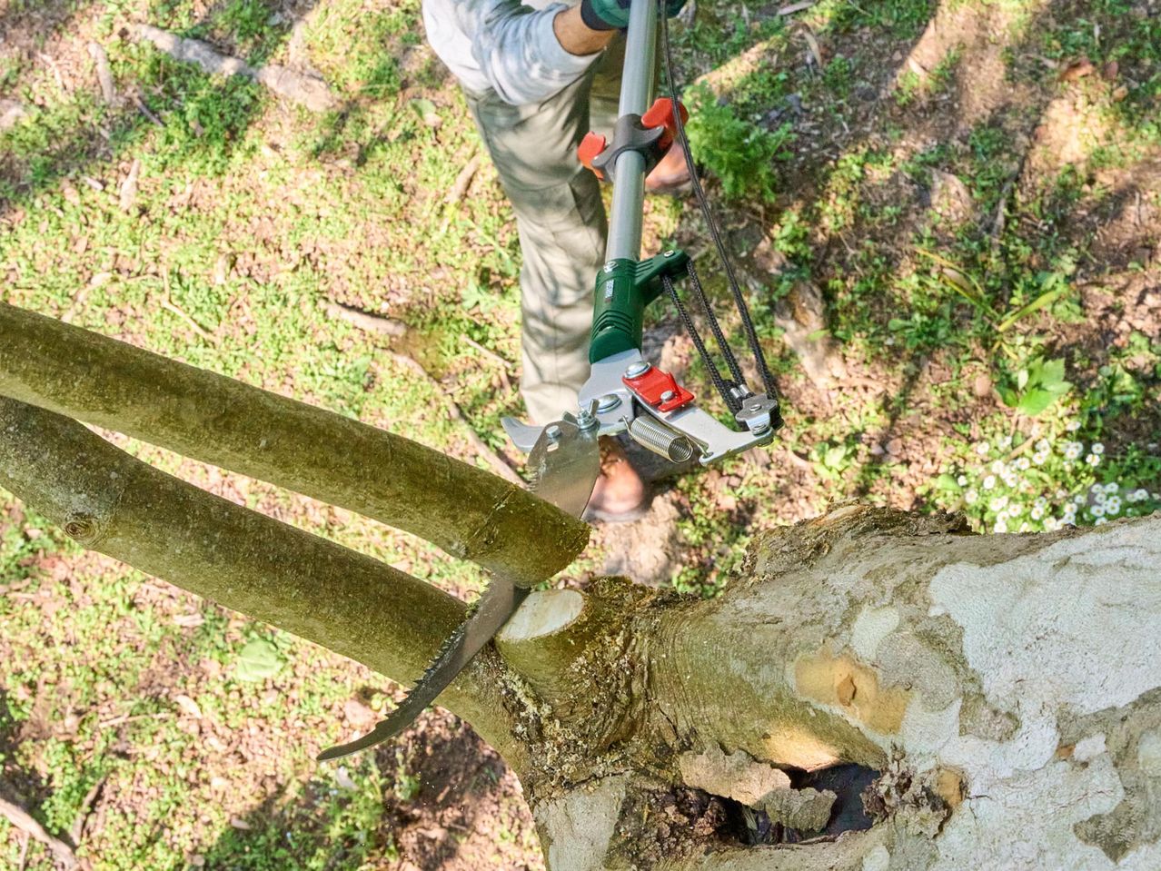 Férfi metszőollóval vágja a faágakat, fűrész és metszőolló látható.