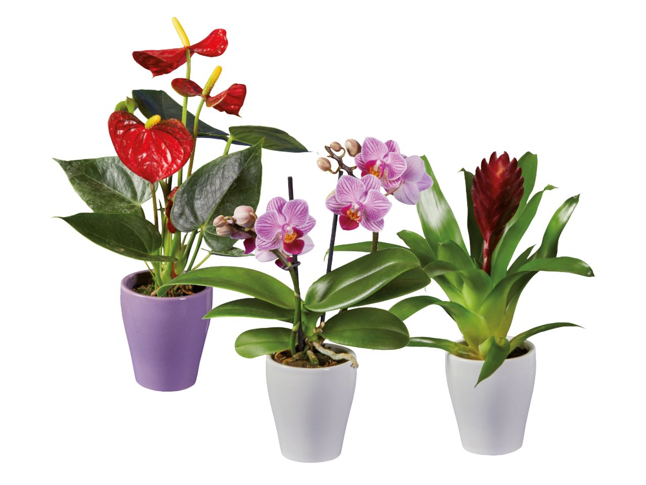 Tre piante in vaso: anthurium rosso, orchidea rosa e guzmania rossa.