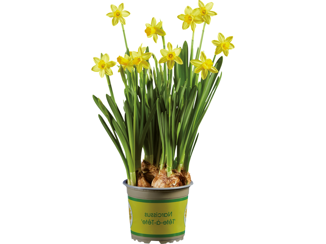 En kruka med gula påskliljor, 'Tête-à-tête', mot en svart bakgrund.