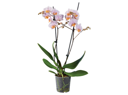 Pillangóorchidea 2 ágú*