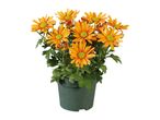 A potted plant with vibrant orange flowers and green leaves.