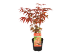 A young Acer Japanese Jewels 'Atropurpureum' Japanese Maple tree in a black pot.