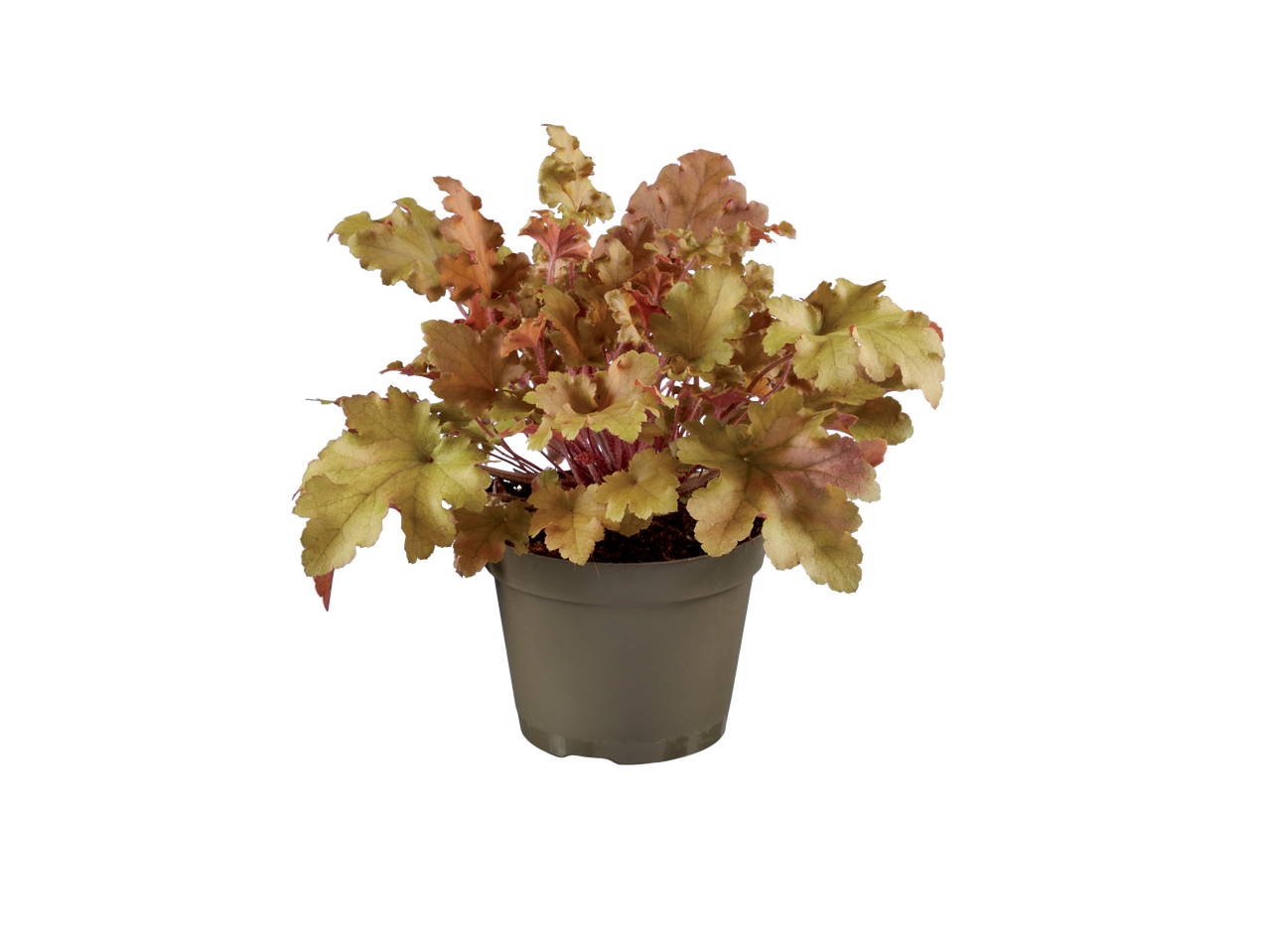 Heuchera plant in een bruine pot.
