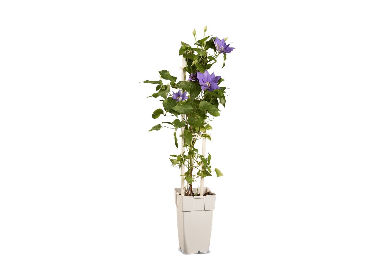 Clematis plant met paarse bloemen en knoppen in een witte pot met een klimrek