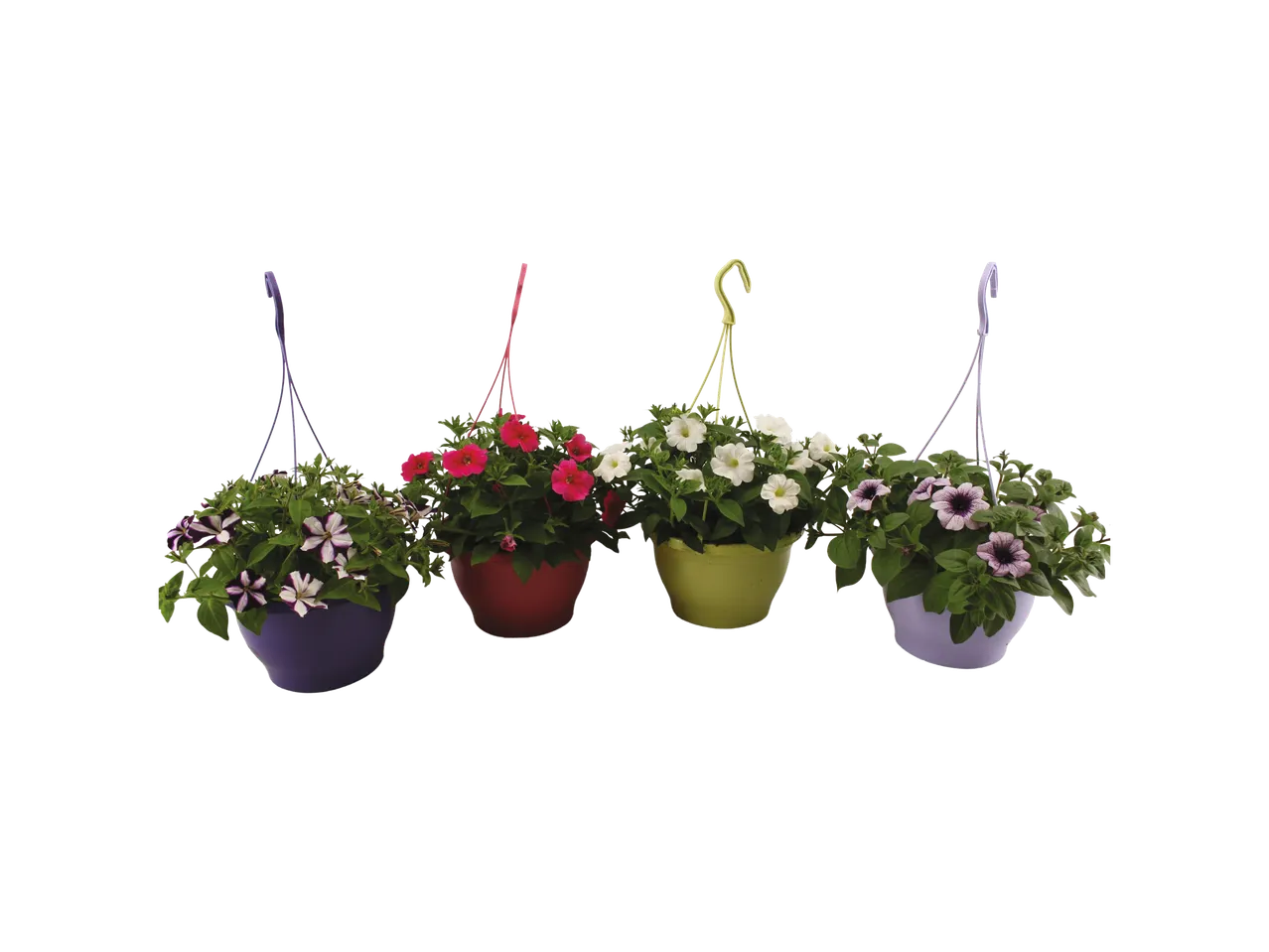Hanging petunia baskets: vibrant colors and abundant blooms.