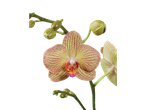 Uma bela orquídea amarela e vermelha em foco.