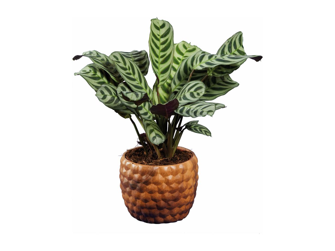 Calathea plant in a pineapple-patterned pot.