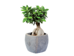 Ficus bonsai in a grey pot.