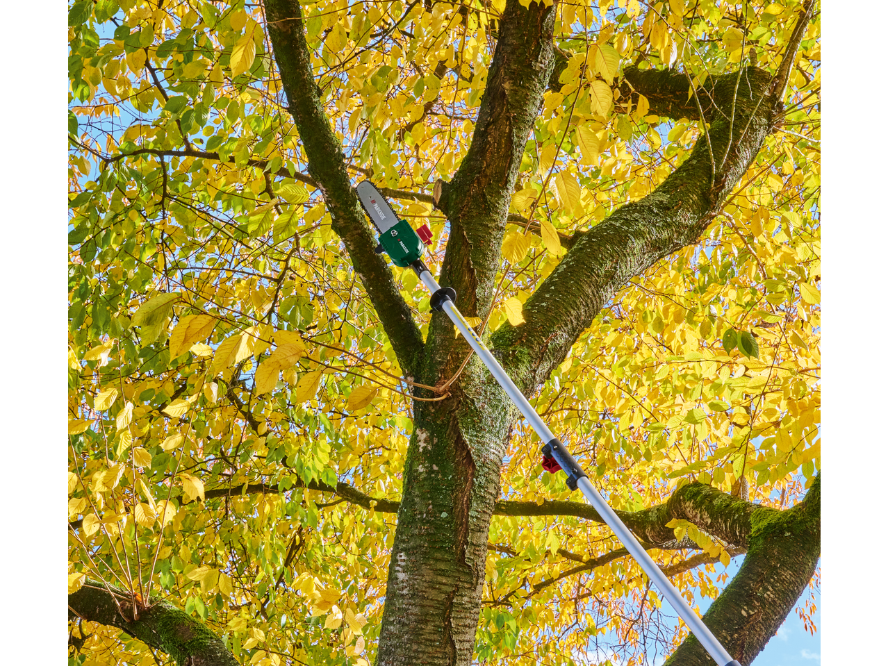 PARKSIDE® 4-in-1 Petrol Multi Tool pruning a tree with yellow autumn leaves.