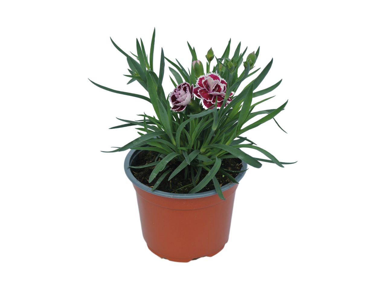 Potted dianthus plant with green leaves and two-toned pink and white flowers