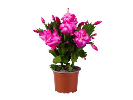 Karácsonyi kaktusz*