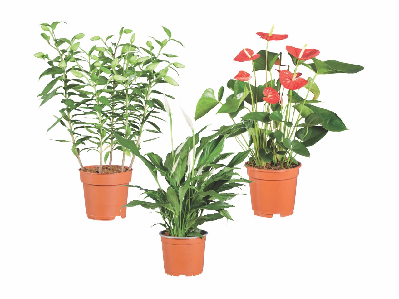 Three flowering plants: green foliage, white peace lily, and red anthurium.