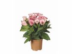 Pot de Calla rose pâle.