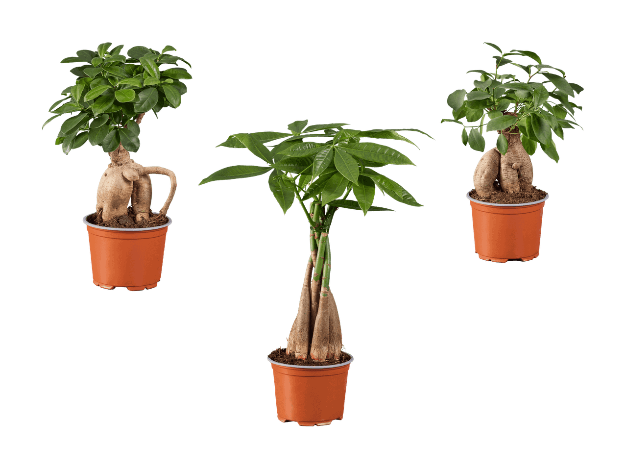 Drei verschiedene Zimmerpflanzen in braunen Töpfen, darunter ein Geldbaum und zwei Ficus Ginseng.