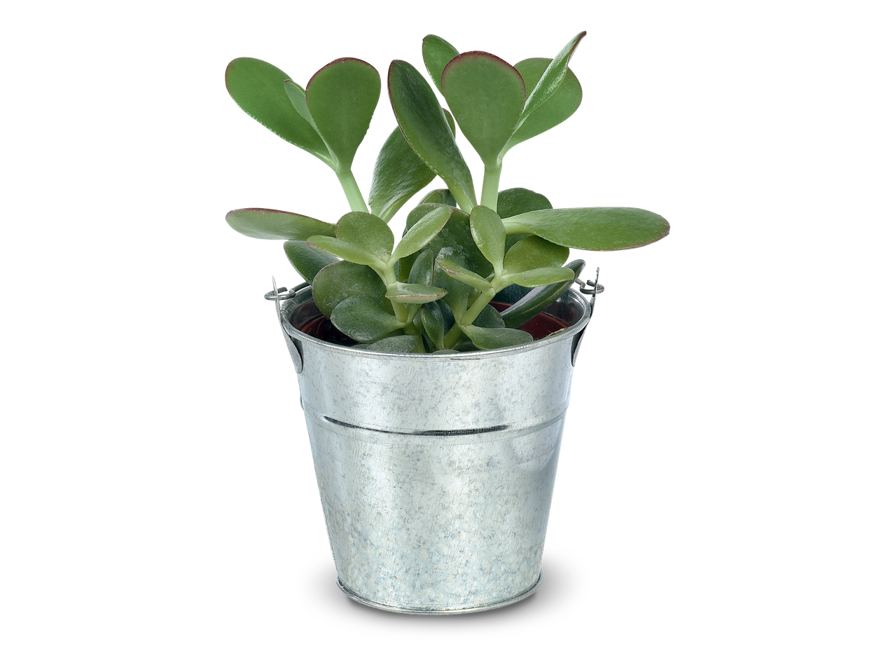 Een kleine vetplant in een zinken emmer op een zwarte achtergrond.