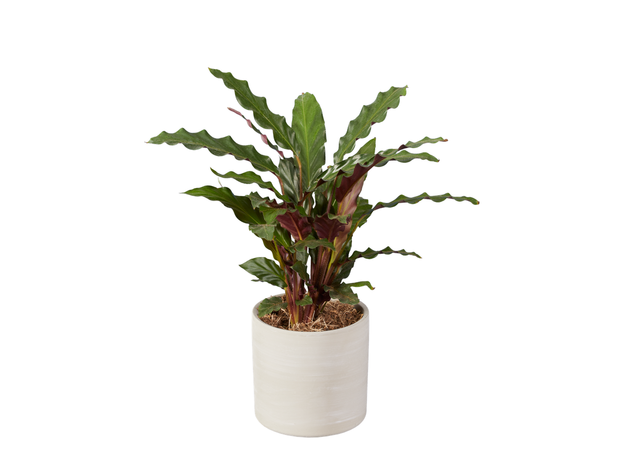 Calathea kamerplant in lichte pot, gekrulde bladeren.
