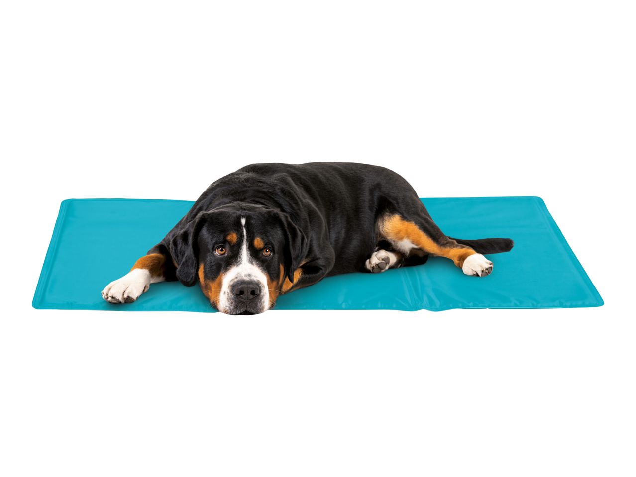 Large dog lying on a blue cooling mat, looking directly at the camera.