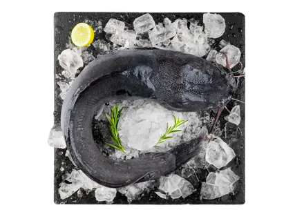 Skrostas šamas plėšikas su galva