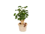 Planta em vaso de vime.