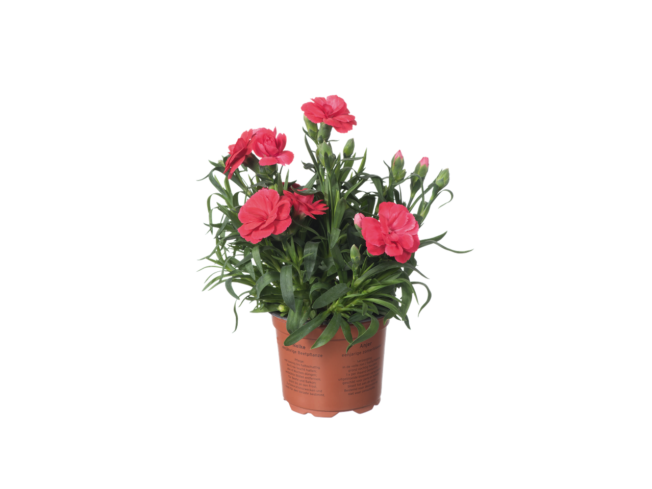 Œillet en pot avec des fleurs rouges et des instructions d'entretien.