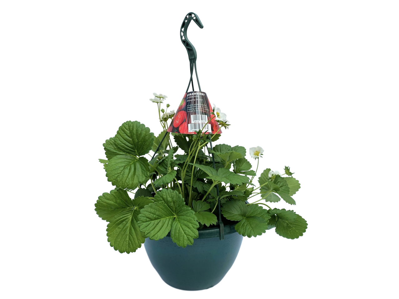 Strawberry everbearer hanging basket with green leaves, white flowers, and a product tag.