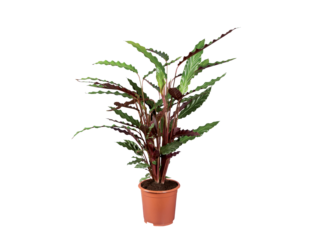 Plantă Calathea tropicală în ghiveci.