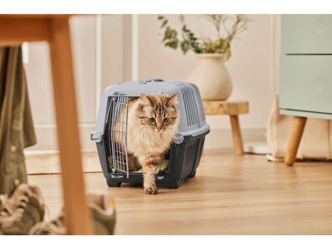Zoofari cat carrier with a fluffy cat stepping out onto a wooden floor.