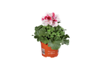 Pelargonium grandiflorum in een pot.