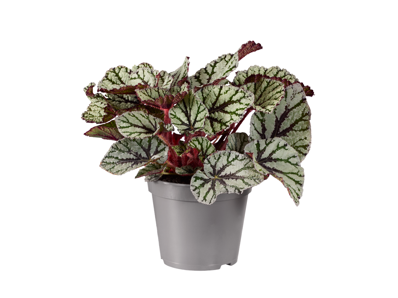 Begonia kamerplant met groene en rode bladeren in een grijze pot.