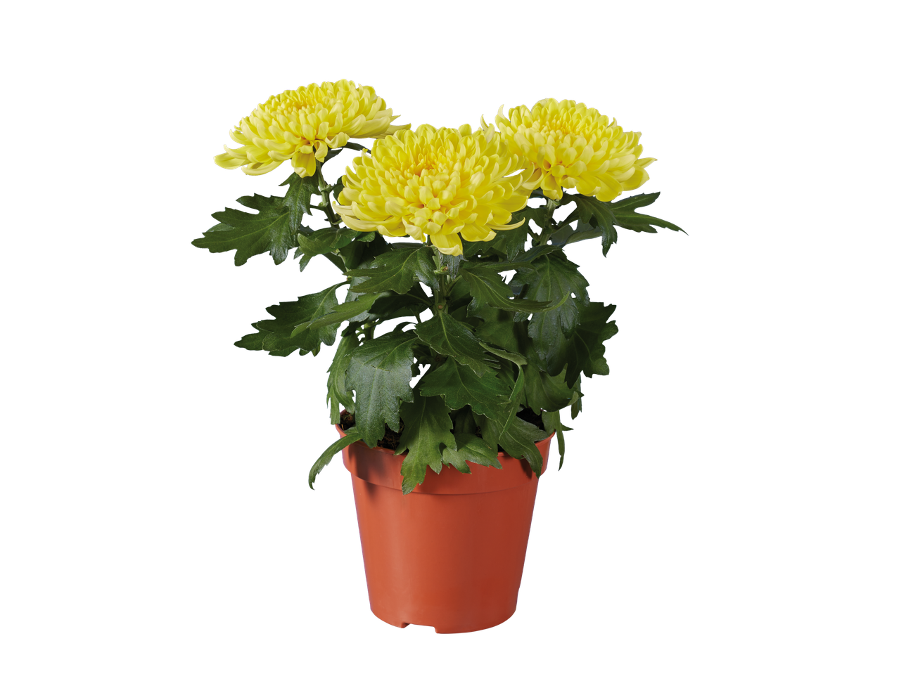 Potted yellow Zembla Chrysanthemum with green leaves on a black background