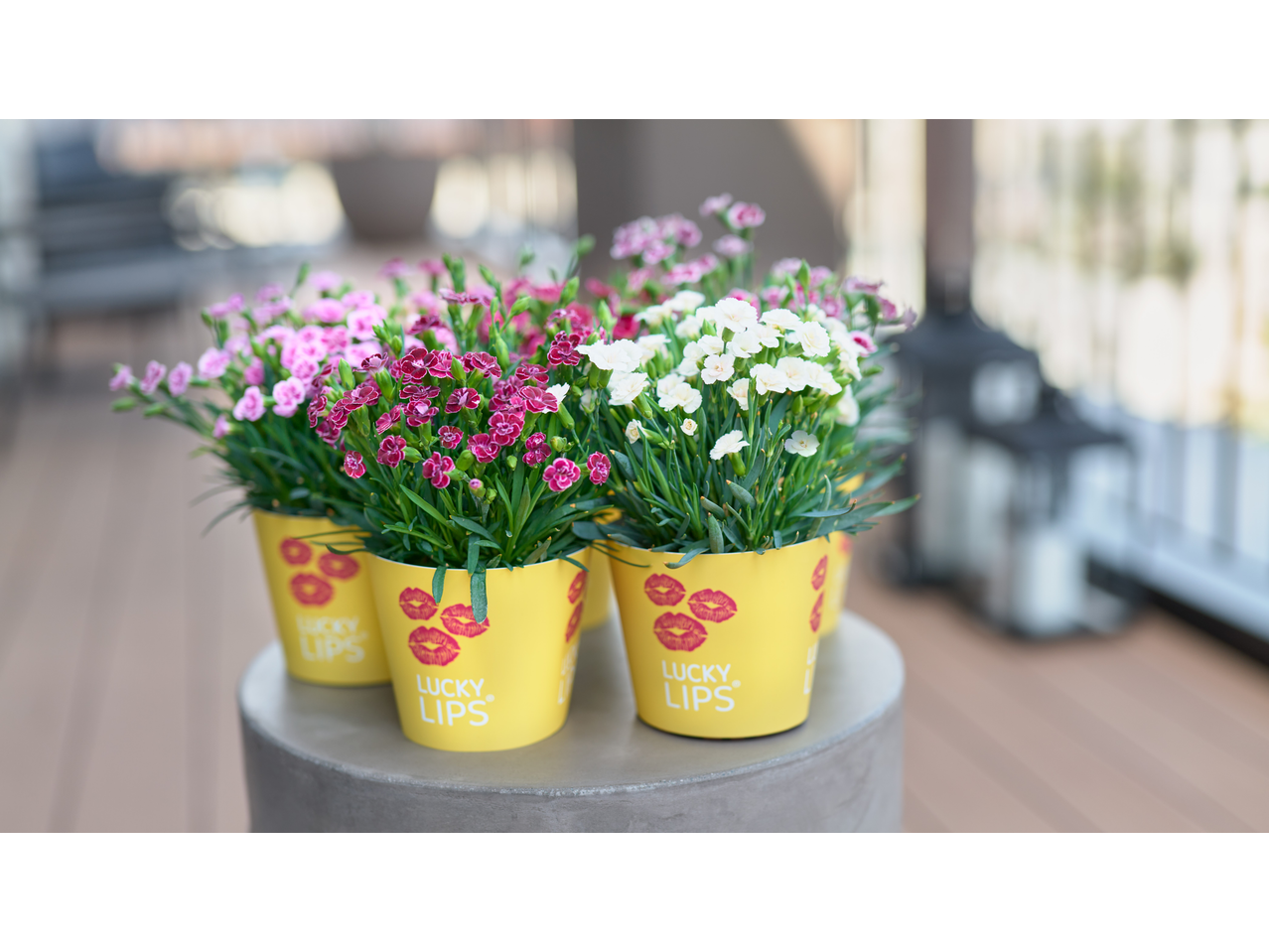 Potted pink, white, and burgundy flowers in yellow pots with red lip prints and text.