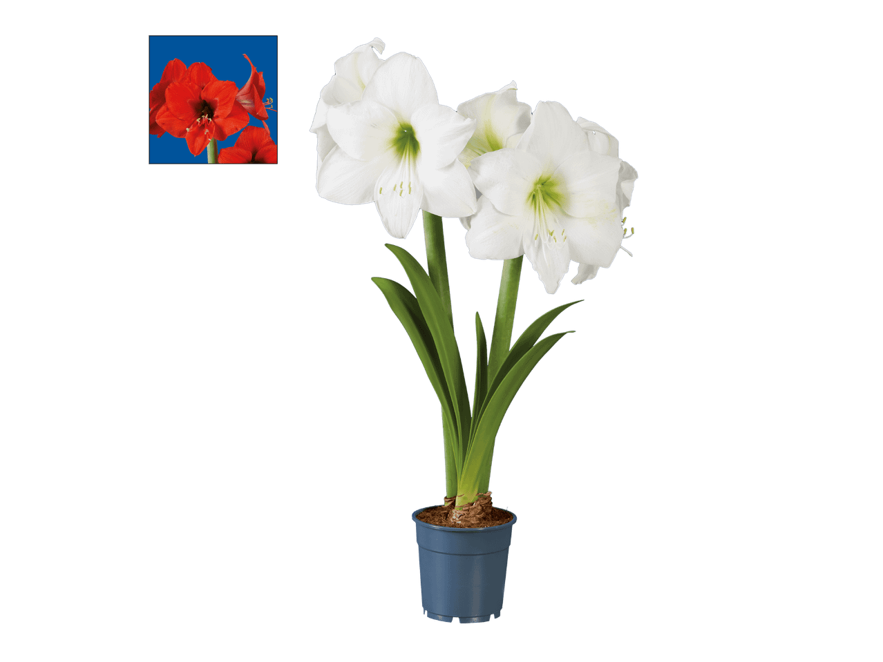 Kotimainen amaryllis 2-vanainen