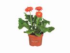 Gerbera orange en pot.