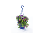 Hangende pot met petunia's en verbena.