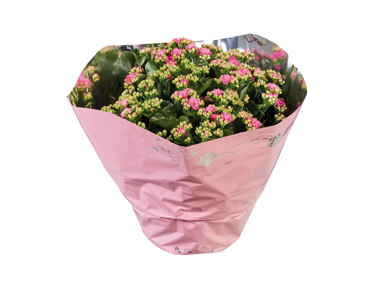 Plante en pot de Kalanchoe rose dans un emballage cadeau rose et argenté.