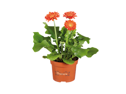 Gerbera