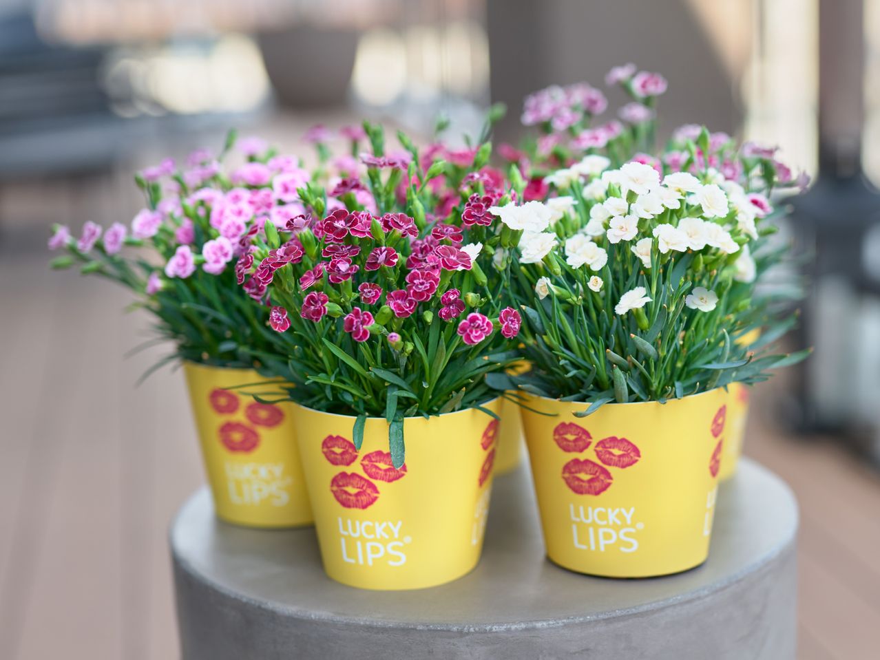 Potted pink, white, and magenta flowers in yellow pots with red lip prints and 'LUCKY LIPS' text.