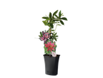 Passiebloem plant in pot met decoratieve vlinder.