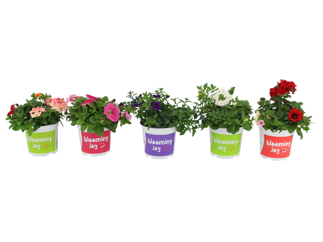 Five potted flowering plants in various colors, with 'blooming joy' written on the pots.