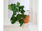 Φυτό Monstera σε γλάστρα με αυτόματο σύστημα άρδευσης.