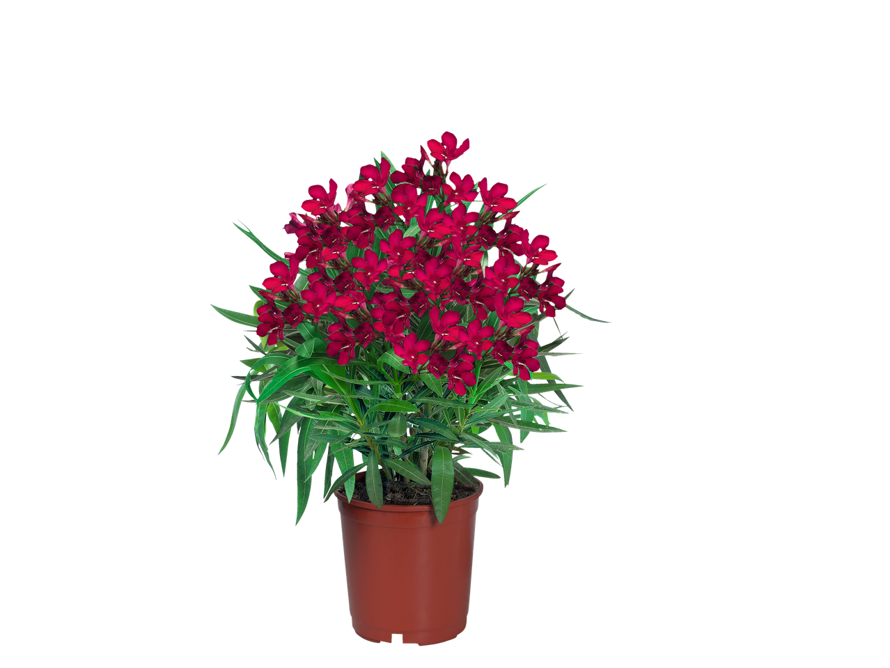 Plantă în ghiveci cu flori roșii de leandru.