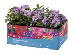 A box of purple verbena hybride outdoor plants, with care icons and the number 62594.