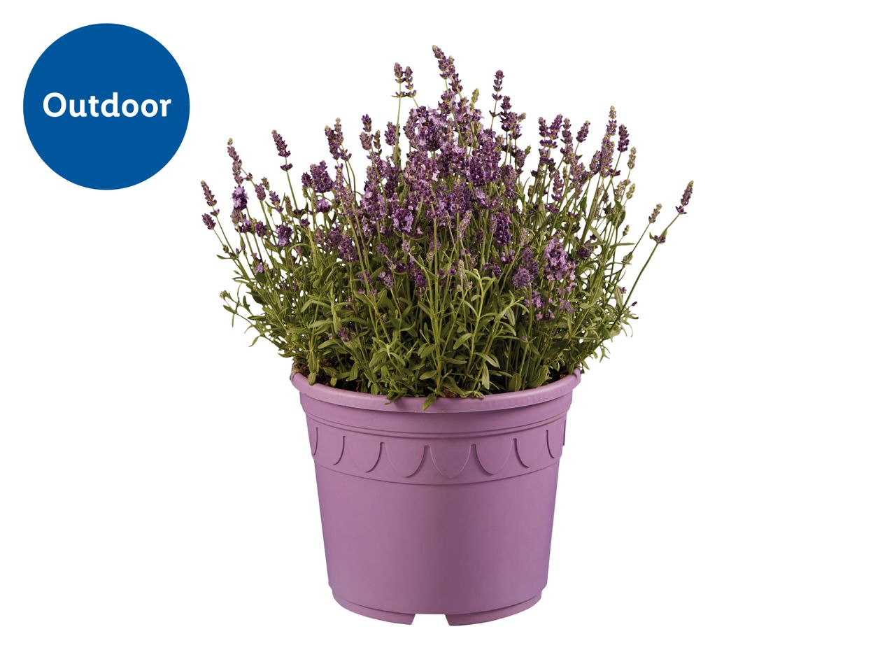 Potted lavender plant with purple flowers, labeled 'Outdoor' in a blue circle.