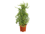 Plant in a brown pot.