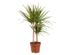 Duas plantas Dracaena marginata em um vaso.