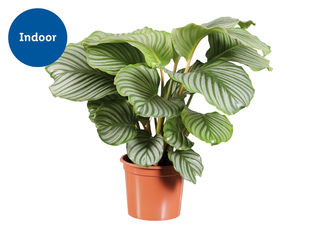 Indoor plant with large, striped green leaves in a brown pot.