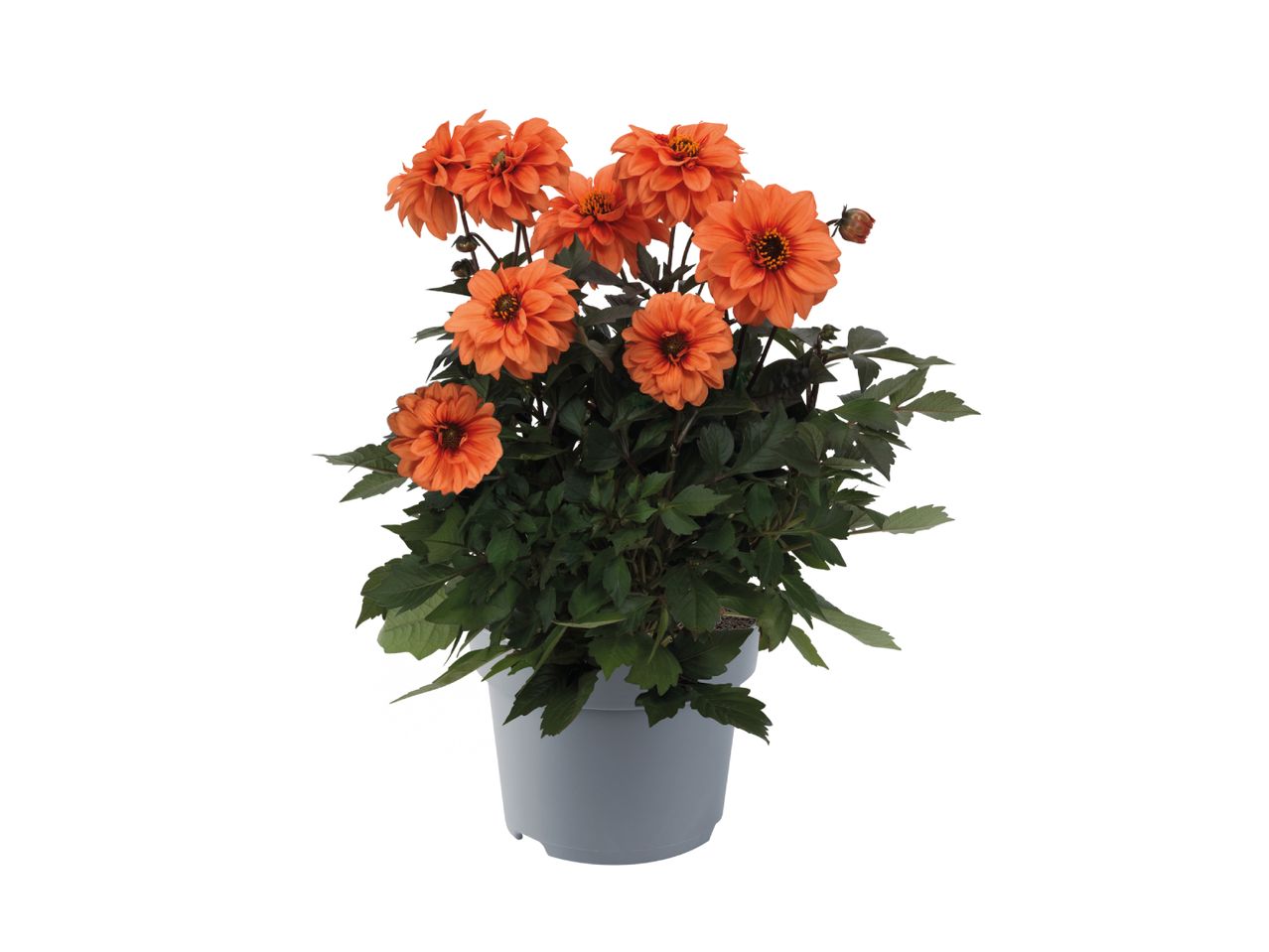 En potteplante med orange dahliaer og mørkegrønne blade i en grå potte.