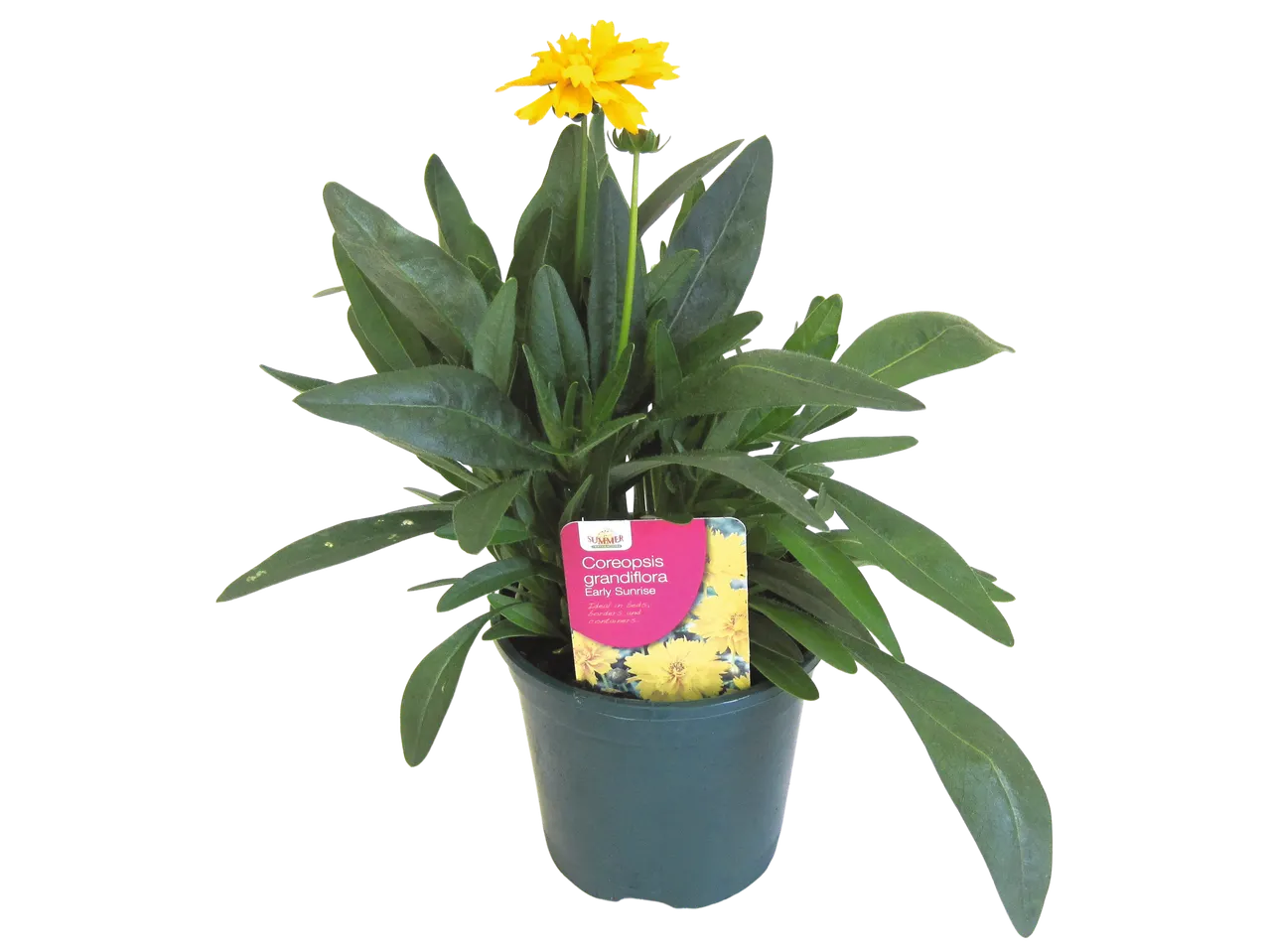 Coreopsis grandiflora 'Early Sunrise' in pot.