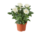 A potted mini rose plant with white blooms and green leaves.