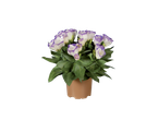 Uma planta em vaso com flores de Lisianthus lilás claro.
